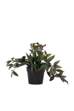 Wandering Dew Bush Potted 20cm